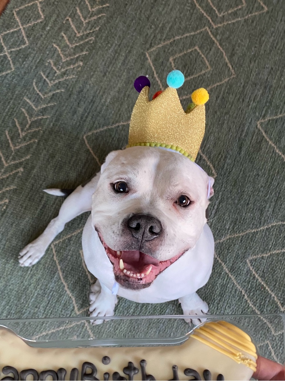 Birthday Crown Hat Dog Birthday Hat Celebrations Buttons & Bones
